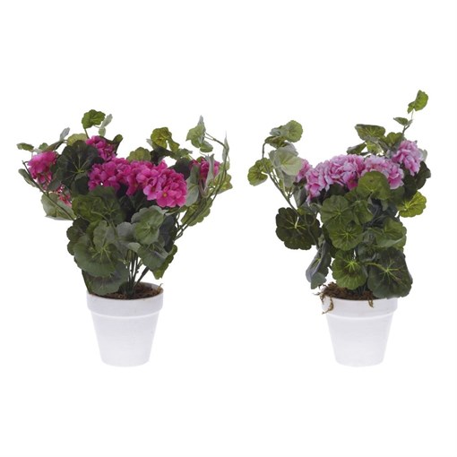 Цветочная композиция "Пеларгония ", L30 W12 H40 см, 2в. - фото 331460