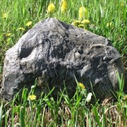 Камень декоративный с Динозавром L46H30W21 см.