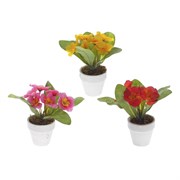 Цветочная композиция "Примула", L6,8 W6,8 H14 см, 3в.