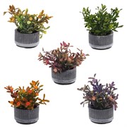 Цветочная композиция, L11,5 W12 H13,5 см, 5в.