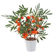 Дерево искусственное "Мандарин", L45 W45 H47 см