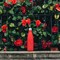 Термос chilly's bottles, neon, red, 500 мл - фото 317624