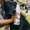 Термос emma bridgewater 500 мл dogs - фото 324856